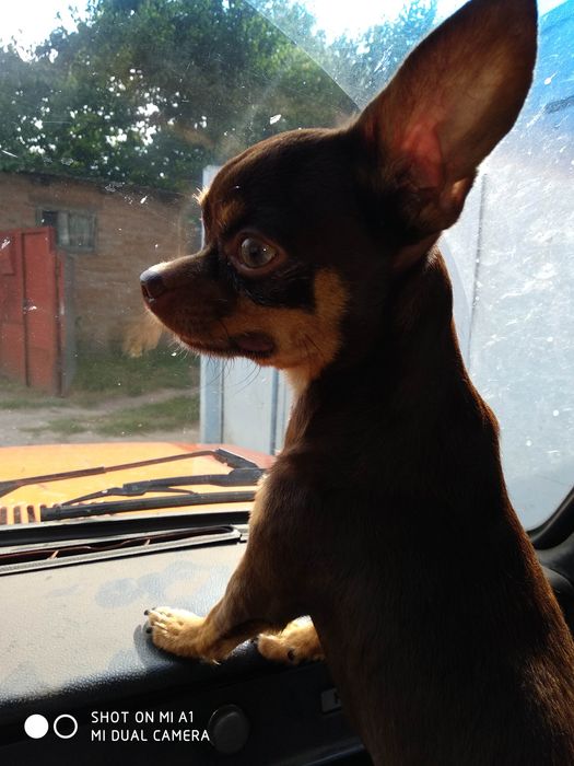 Ищем девушку для вязки