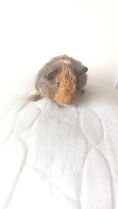 Морська свинка Американський Тедді