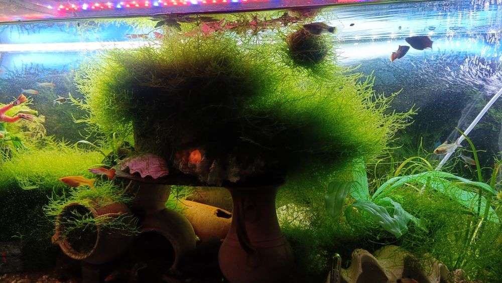 Plantas de aquário musgo de java