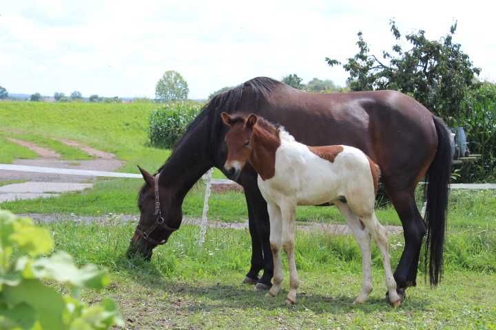 Źrebaki huculskie na sprzedaż
