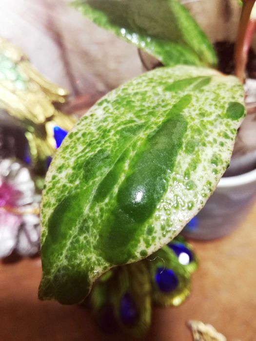 Hoya CROCODILE Variegata Wielka RZADKOŚĆ roślina na PREZENT dla konesera kolekcjonera nie monstera i philodendron