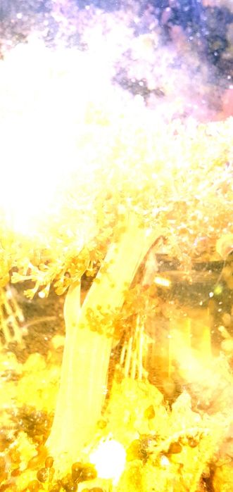 Capnella koralowiec do akwarium morskiego