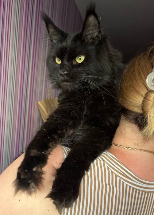 Дівчинка мейн кун в розведення