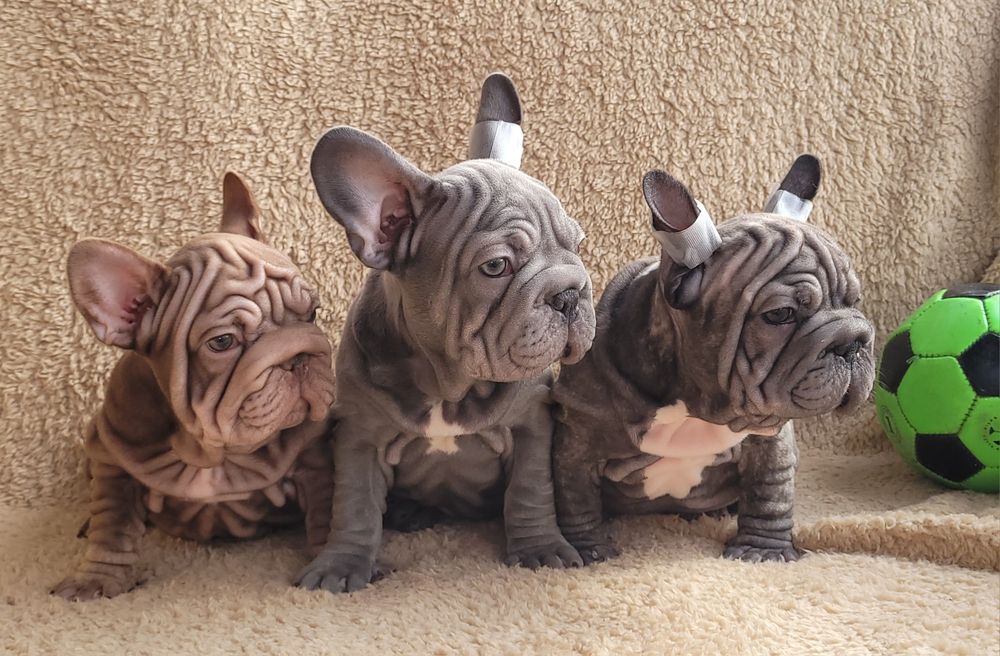 Bardzo słodki chłopiec. Big Rope.