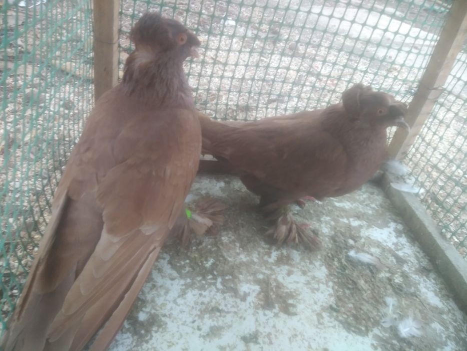 Gołębie ozdobne turkoty