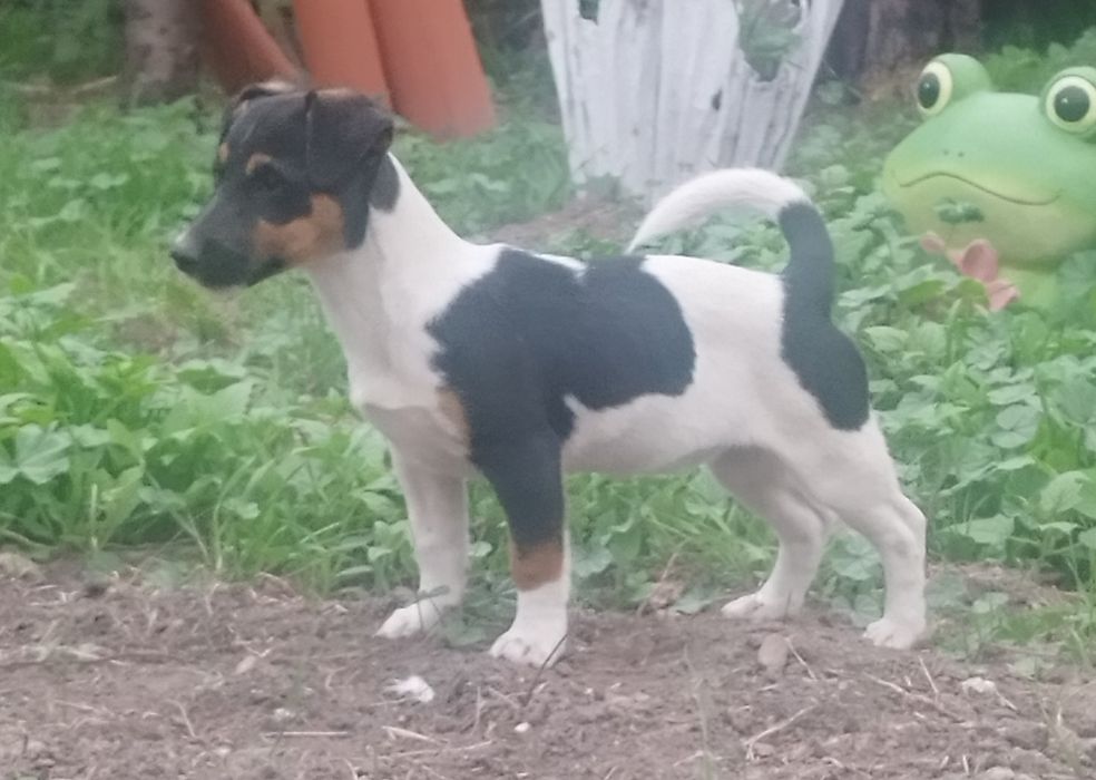 Szczeniak Jeck Russell Terrier