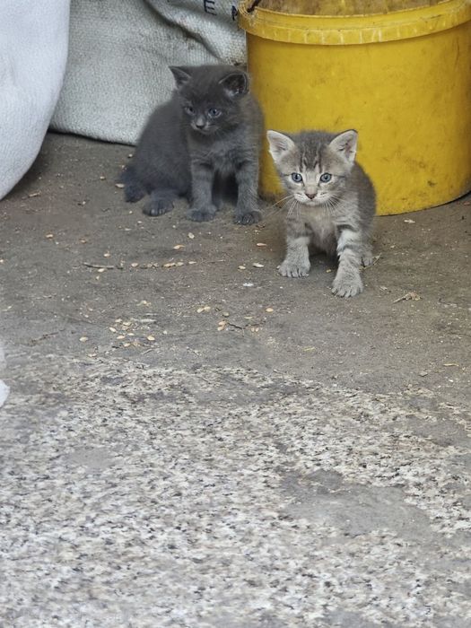Кошенята котики