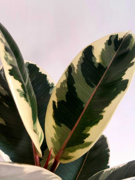 Planta Ficus elastica 'Tineke'