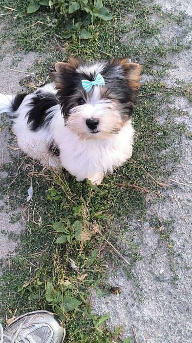Милий хлопчик бівер.
