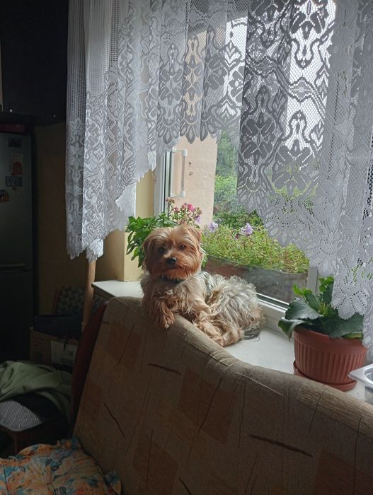 York terrier 2 letni