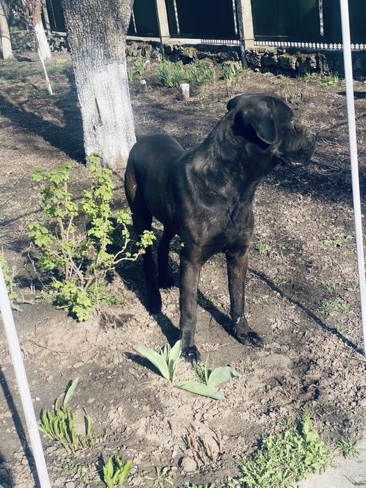 Вязка коне корсо