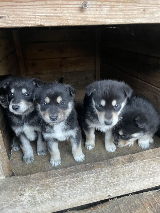 Безкоштовно віддам щенят,з доставкою на дім