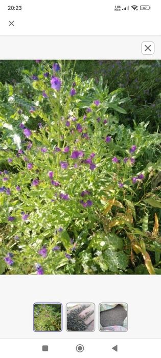 Żmijowiec grecki – TOP roślina miododajna dla pszczół  nawet 1000 kg