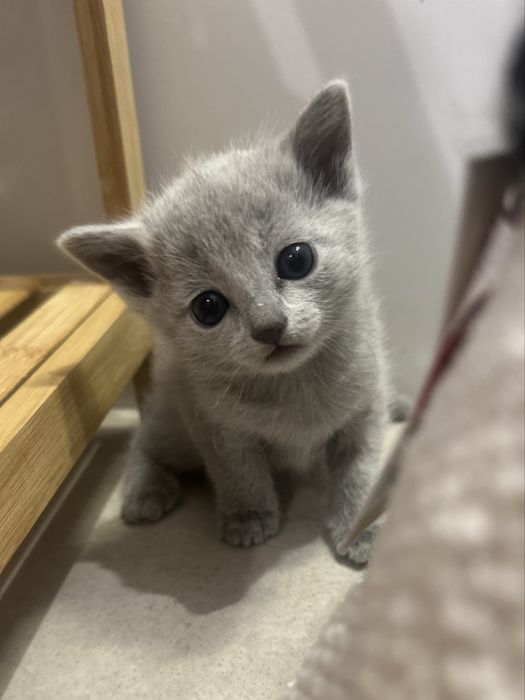 Kotka rosyjska niebieska