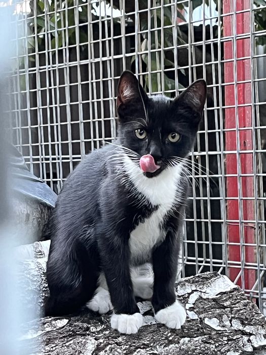 2 kotki do adopcji