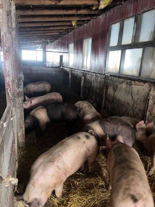 Продам свиней 80 грн/жива вага