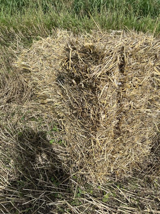 продам тюки з соломи