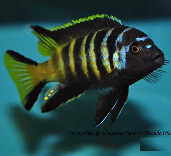 Chailosi Chitande (Raro) Macho