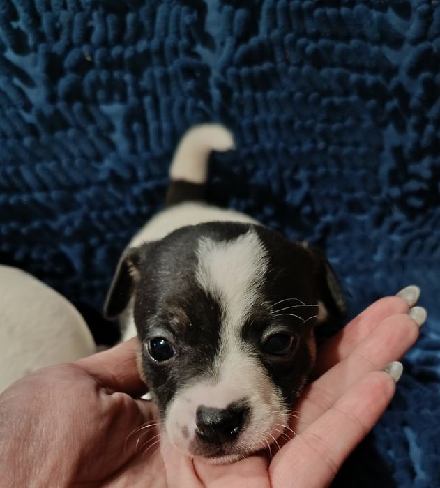 Джек Рассел малюки