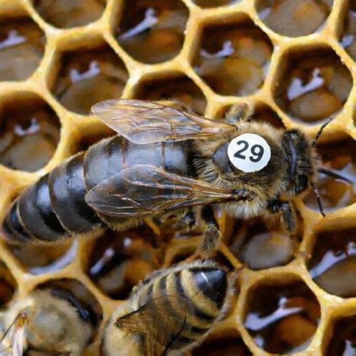 Бджоломатки Карніка Sklenar