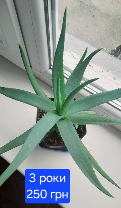 Алое лікарське доросле