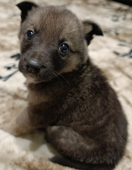 Віддам в добрі руки