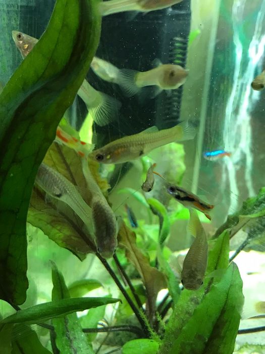 Gupik Endlera-złoty i zwykły