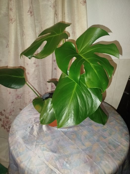 Monstera Deliciosa (Costela-de-Adão) Saudável – 45-50 cm
