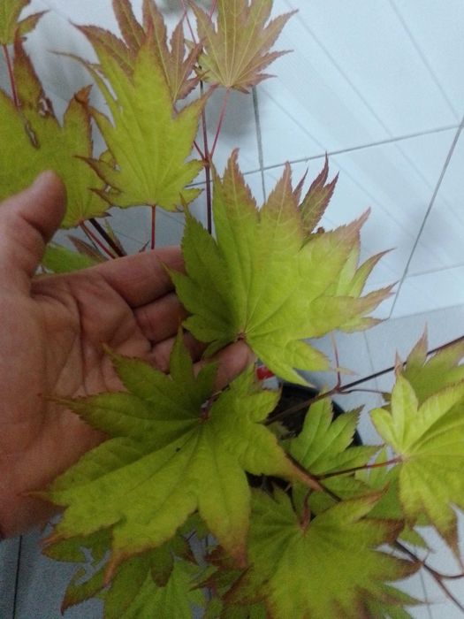 vendo planta acer moonrise