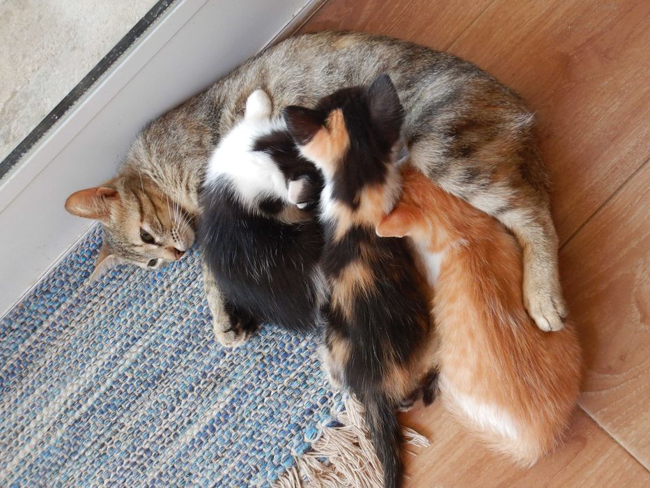 Gatinhos/as 3 meses