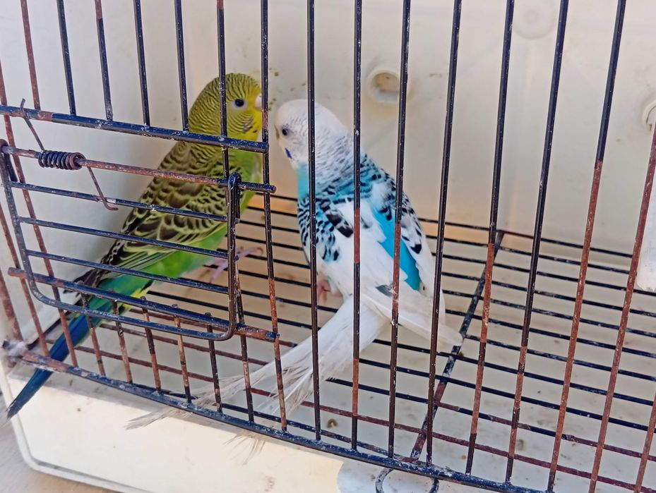 Pyrrulas red rumped periquitos caturras e casal de degolados