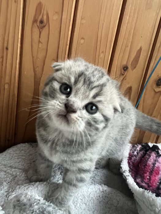 Шотланські кошенята