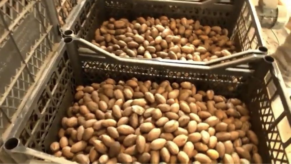 Продам Саженцы  ореха ПЕКАН Привитые и черенки Голандия