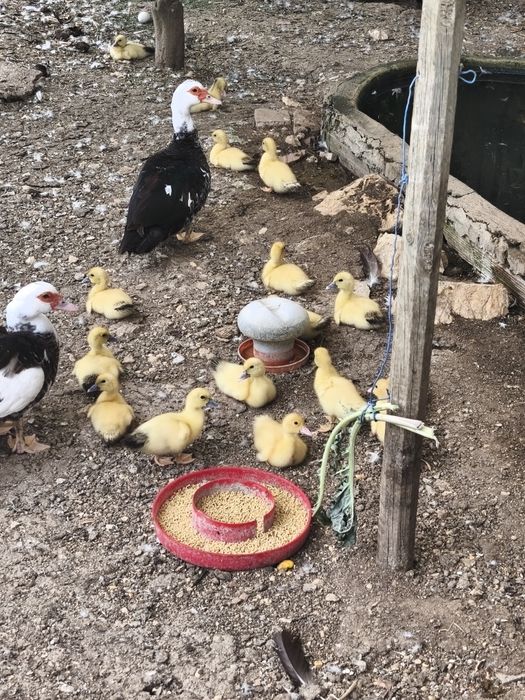 Patos com duas semanas, patos mudos, criação, animais