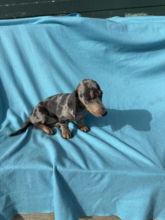 Teckel  miniatura pelo curto