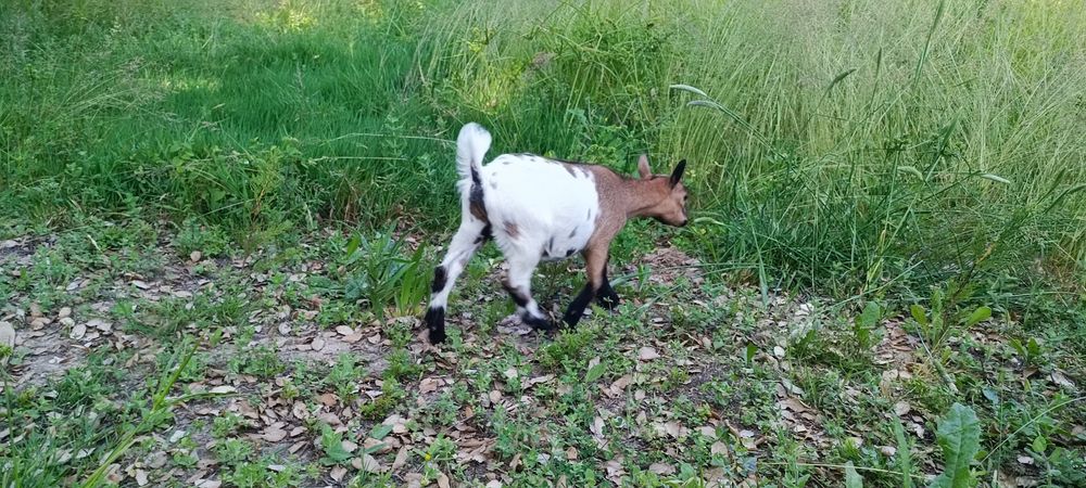 Cabras micro anãs
