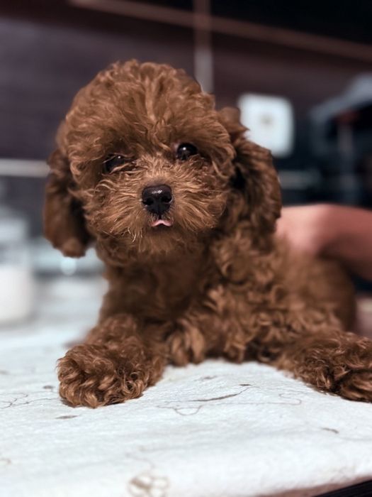 Той пудель бебифейс ред браун Китай