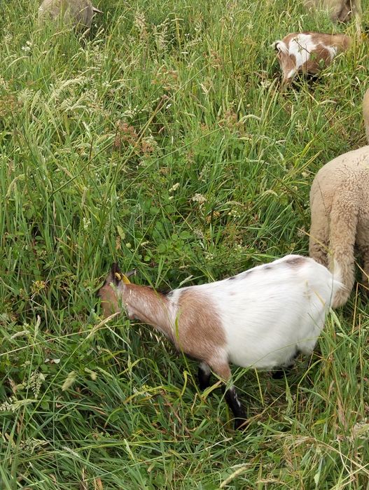 Cabras.     anãs
