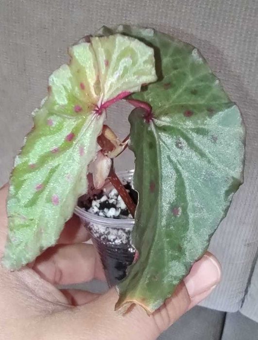 Begonia variabilis, B. malachosticta, B. larvata