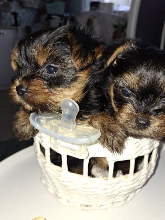 Срочно продам щенков Йорка.