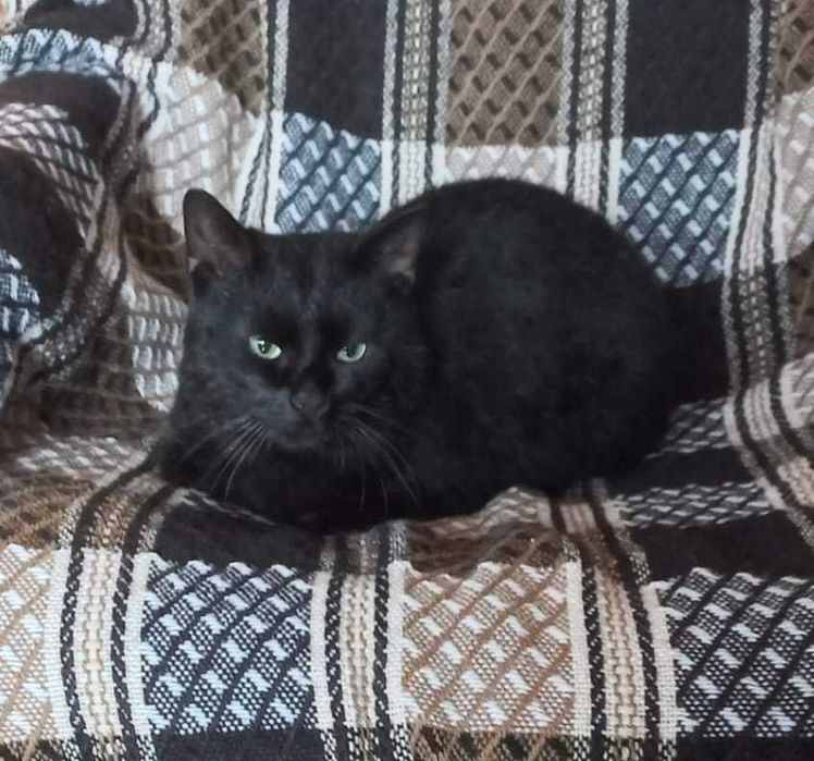 WALDUŚ został porzucony w lesie