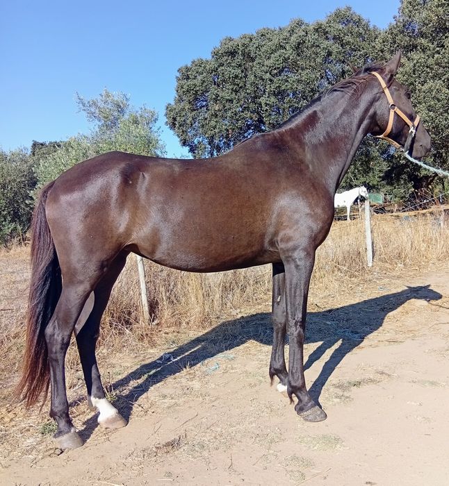 Égua cruzada de lusitana