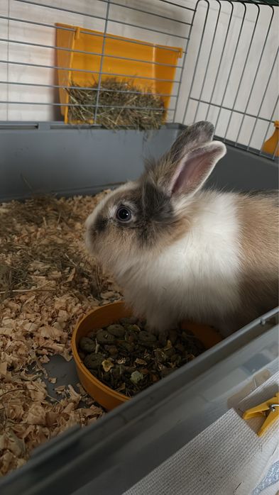 Coelhinha para venda