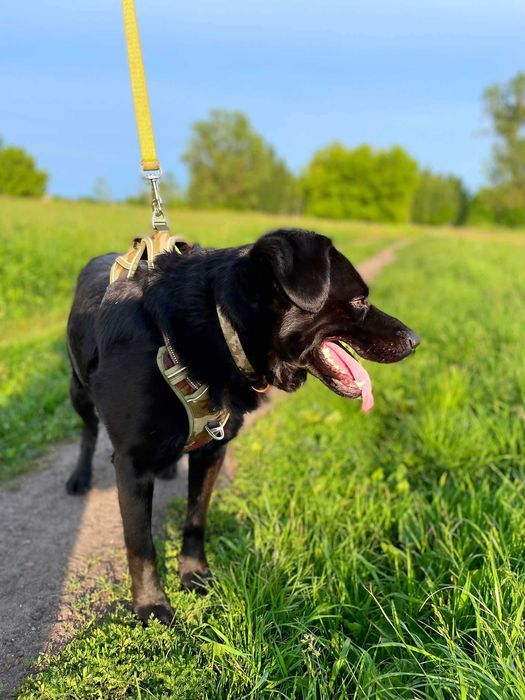 Duży, energiczny, młody, piękny Ragnar wciąż czeka na dom !