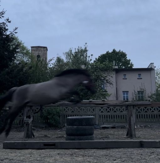 Sprzedam klacz i ogiera koniki polskie 5 lat