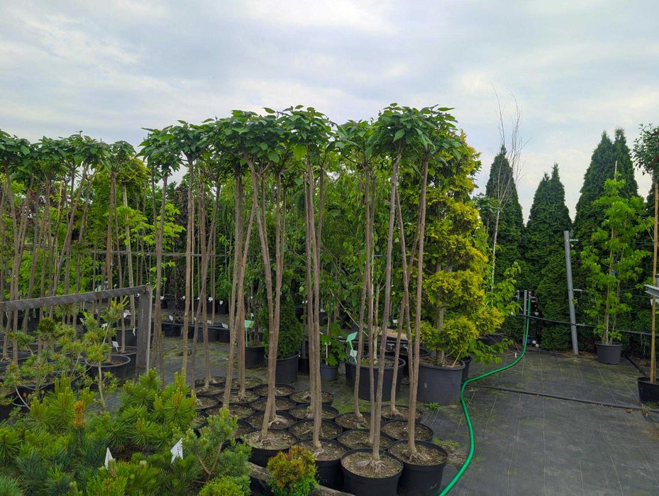 Katalpa Catalpa bignonioides Nana szczepiona grube pnie Aurea Purpurea