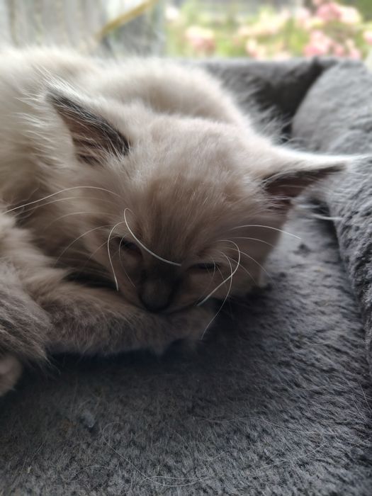 Piękny Kocurek Ragdoll