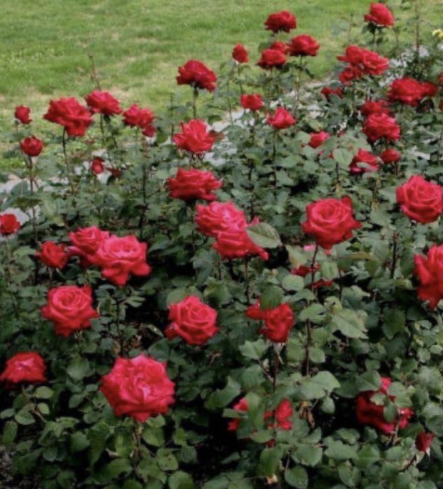 Троянда  Гран Прі Grand Prix дворічний кущ