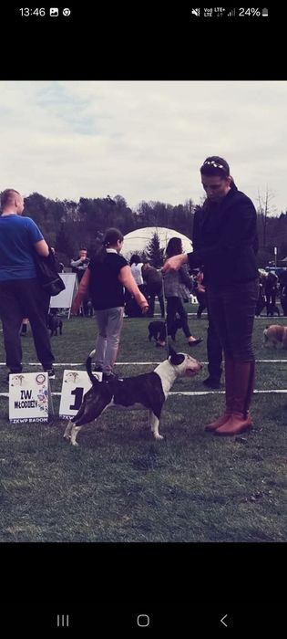 Suczka bulterier miniaturowy z uprawnieniami hodowlanymi ZKwP