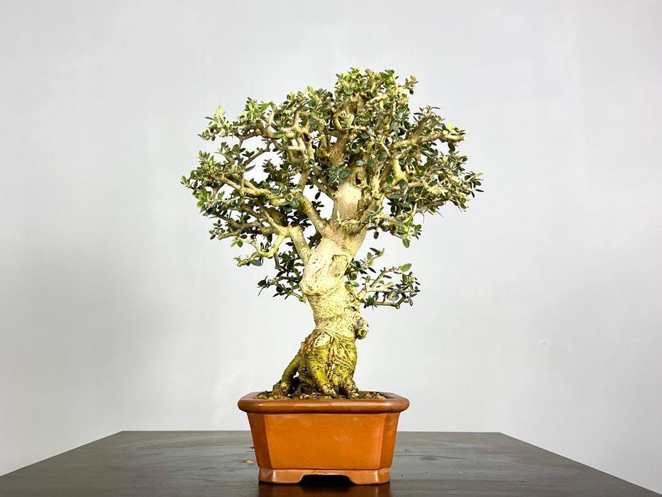 Bonsai de Oliveira 

- Espécie: Olea europaea 'sylvestris'
- Tamanho:
